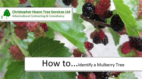 how to identify a mulberry